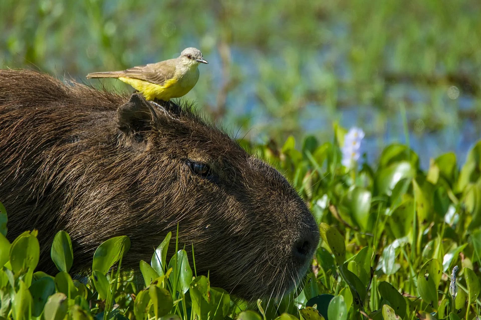 A yellow-breasted bird perched on the head of a capybara among water plants