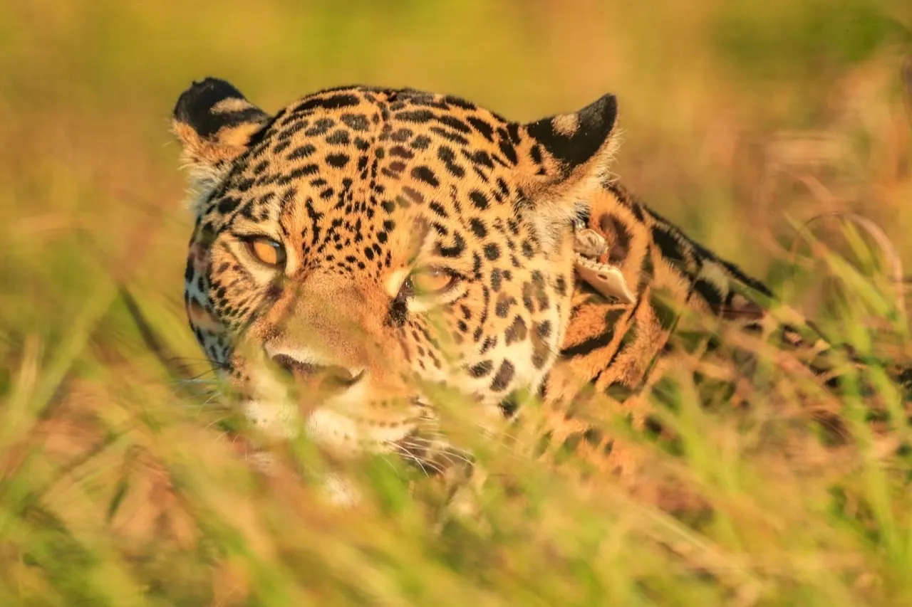 A jaguar resting low in tall golden grass