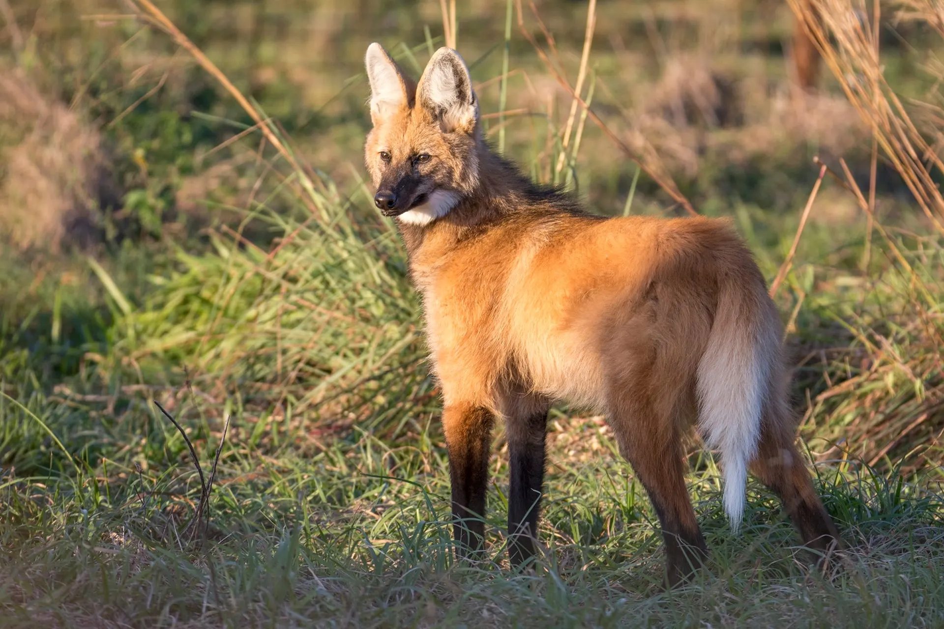 A maned wolf standing in grassland in warm afternoon light
