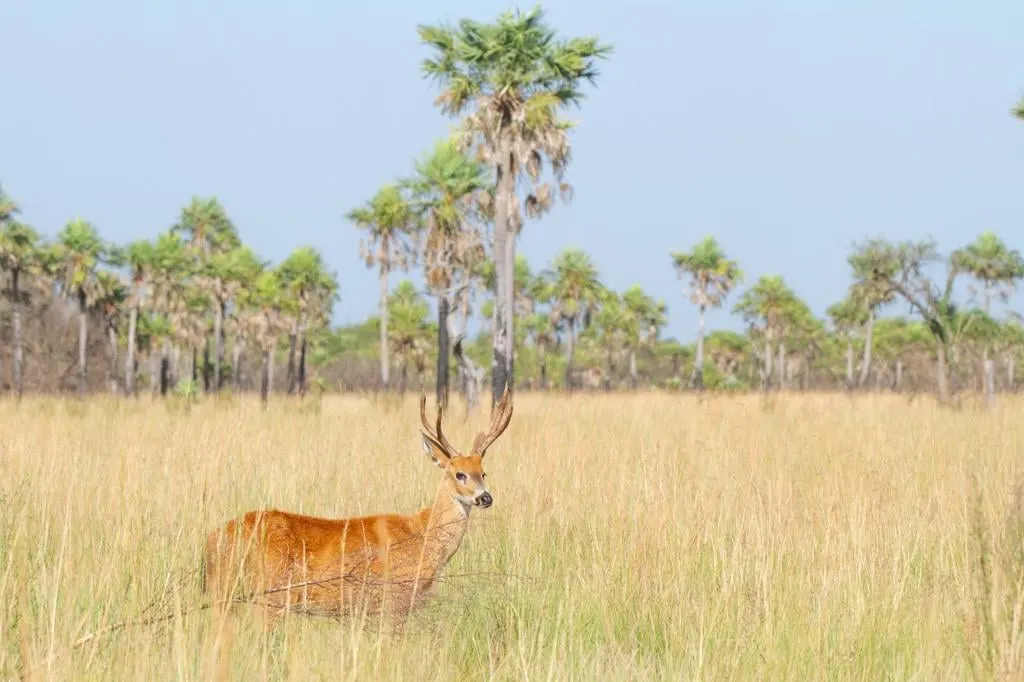 A marsh deer standing in dry grassland with palm trees behind