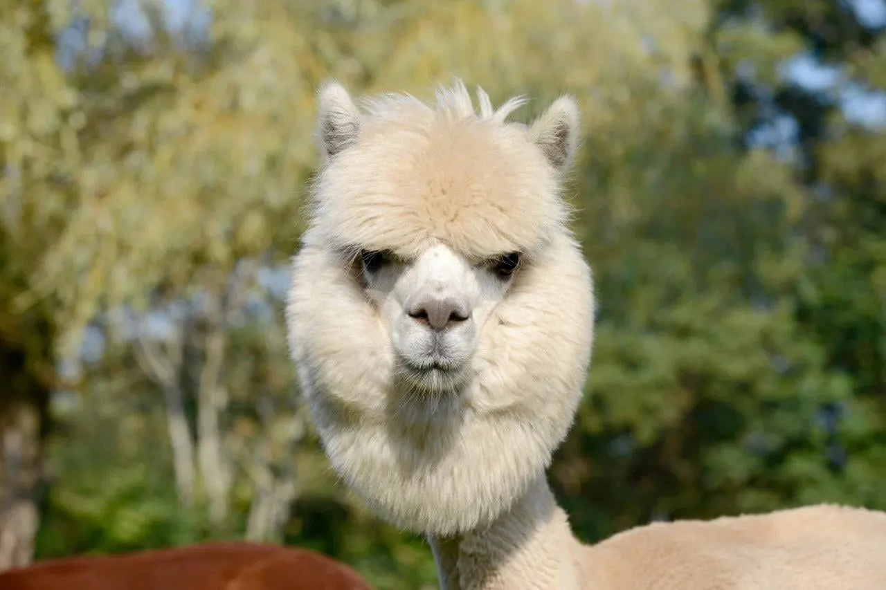 A white alpaca looking towards the camera