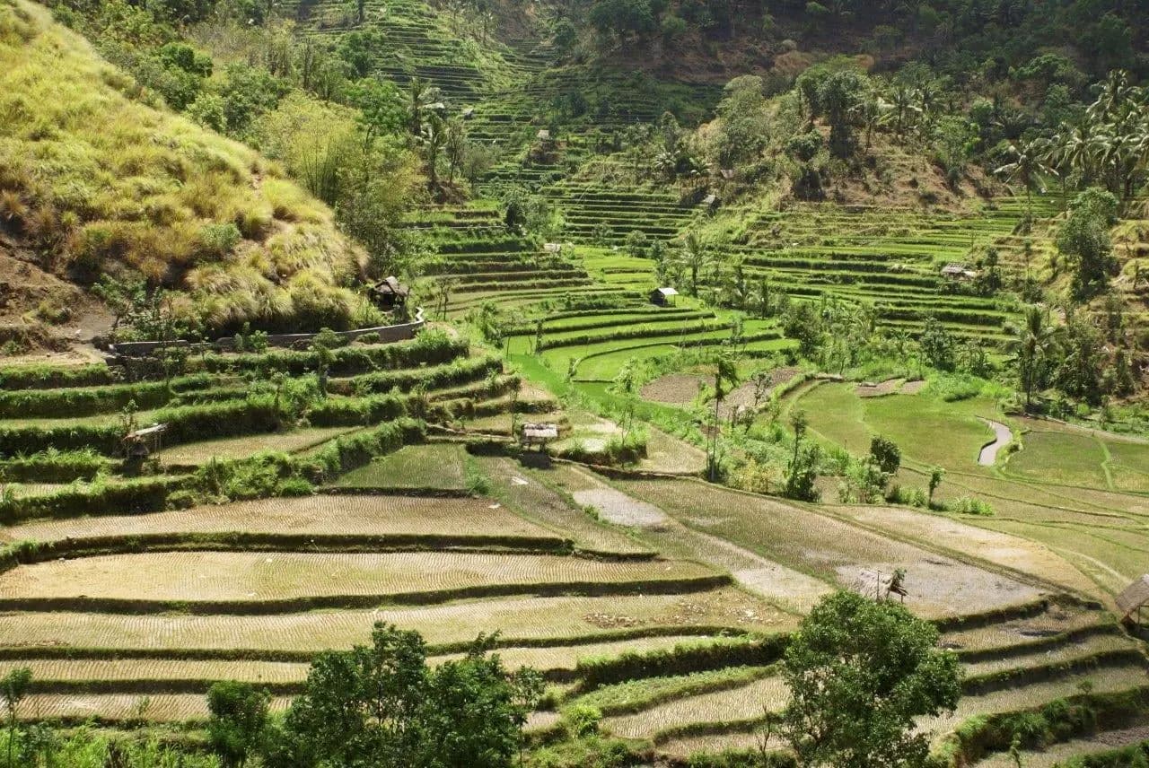 Terraced rice fields curving down a green valley in Bali