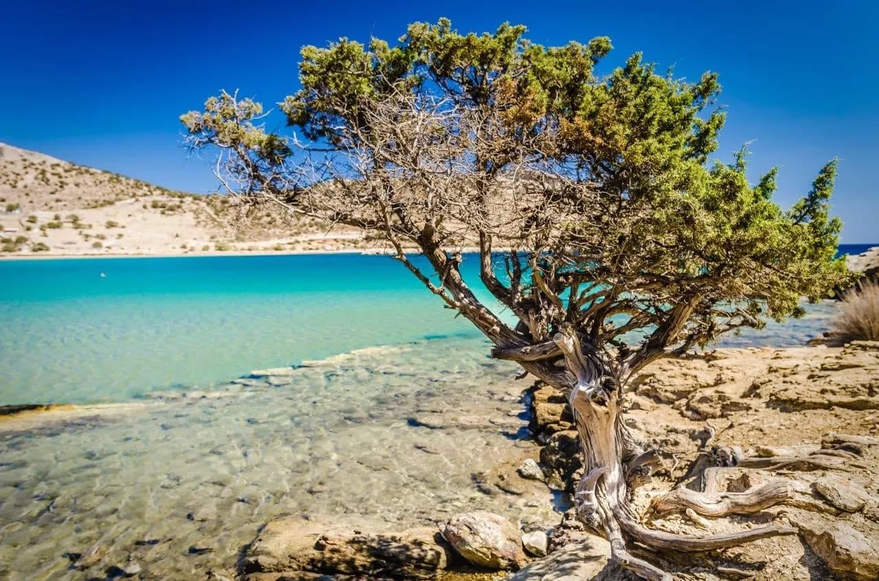 A twisted juniper tree beside clear turquoise water on a Cycladic beach