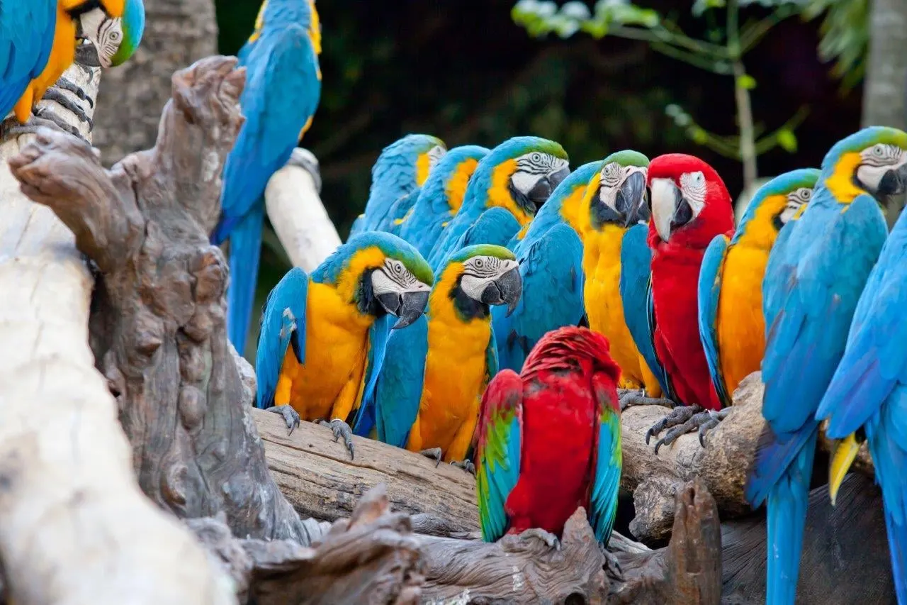 Blue and gold macaws and scarlet macaws gathered on a driftwood perch