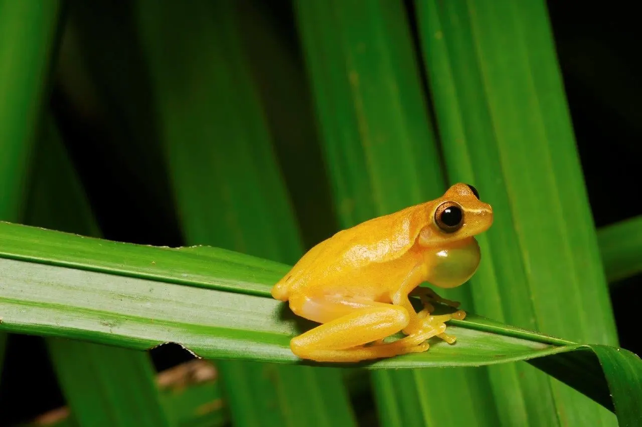 A small yellow tree frog on a blade of green leaf