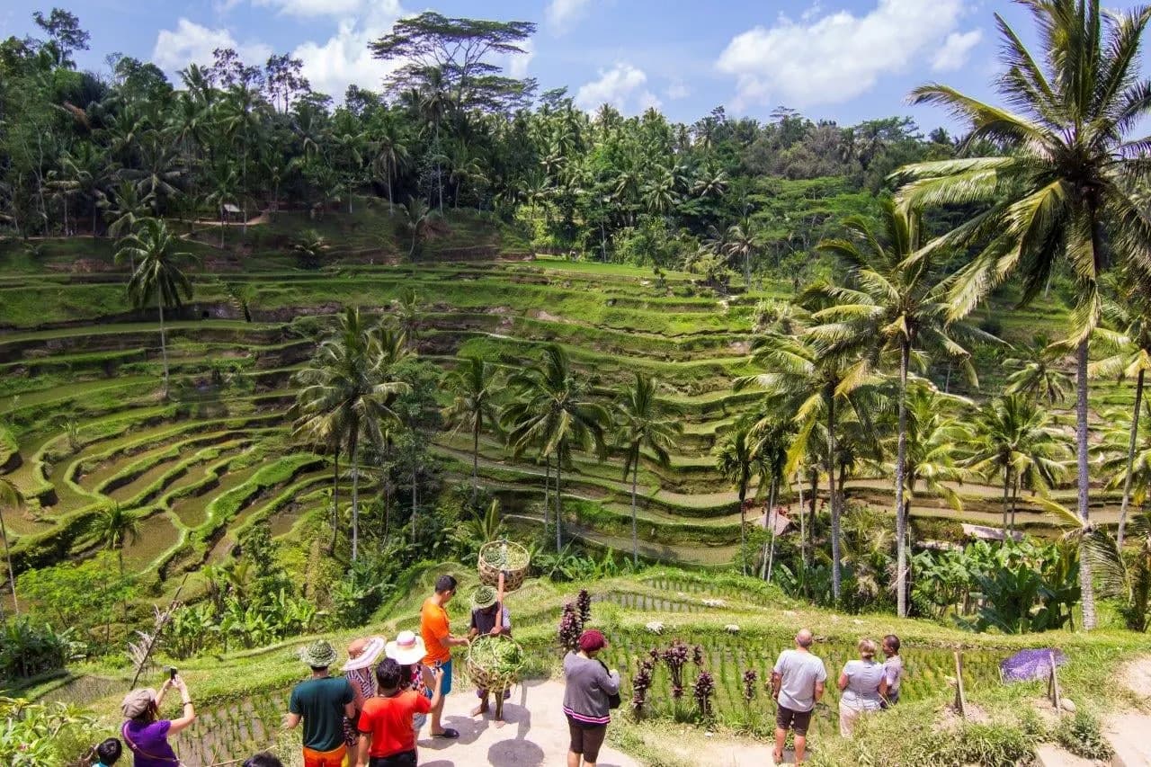 Visitors on a path below the terraced rice fields and palms of Tegallalang