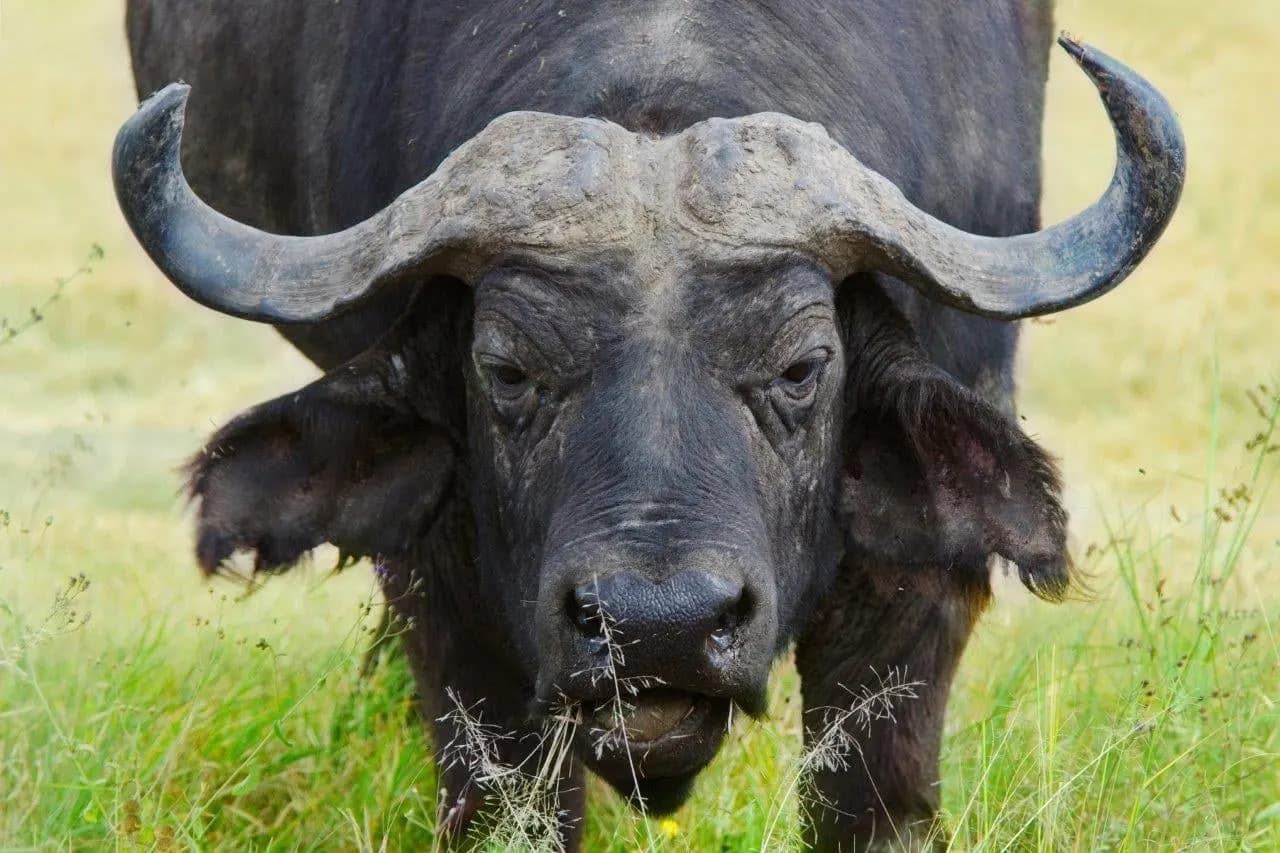 A Cape buffalo with heavy curved horns standing in long grass