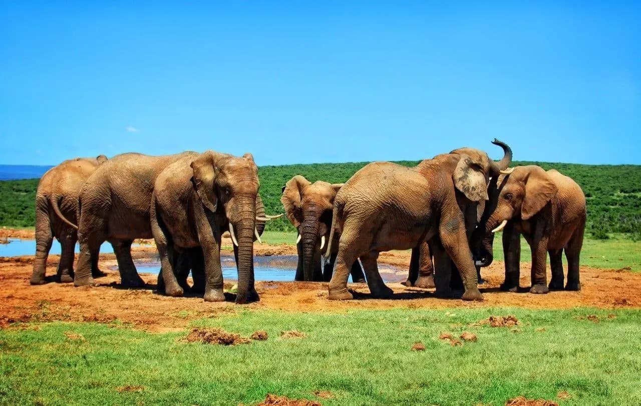 A family of elephants gathered at a waterhole on green plains