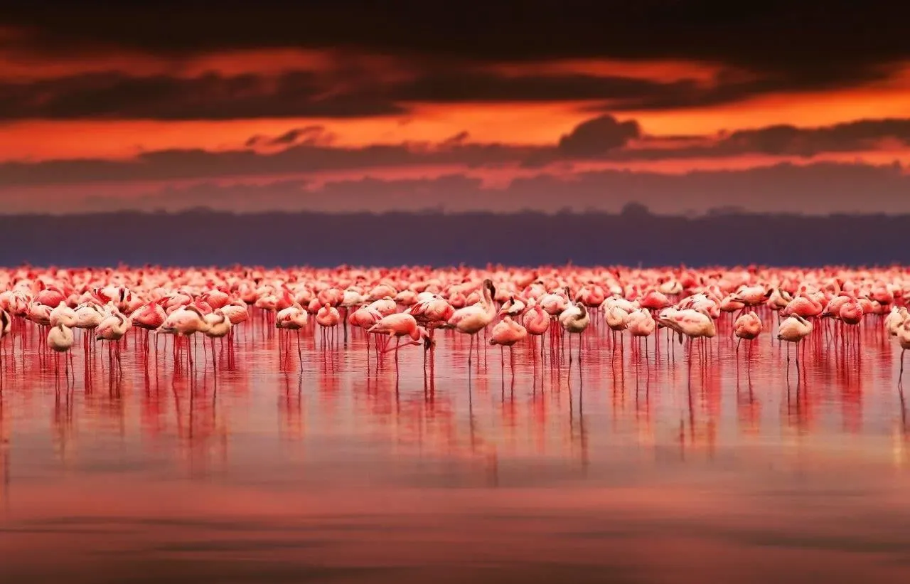 Flamingos standing in a lake under a red sunset sky