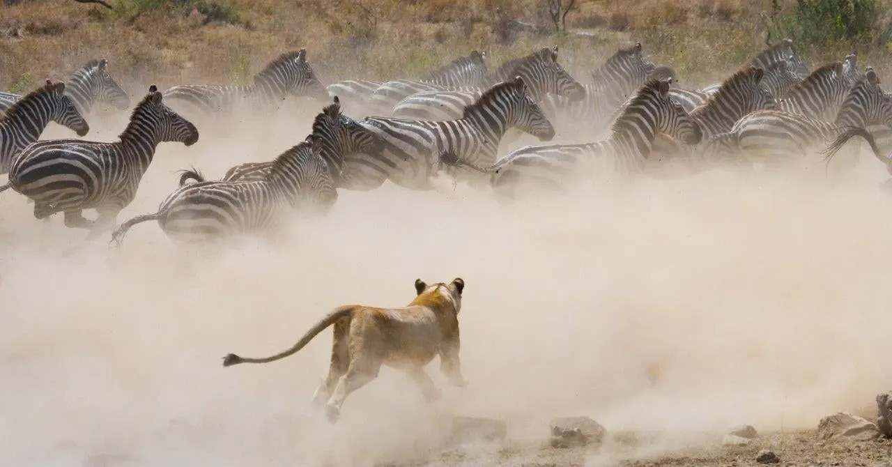 A lioness running after a herd of zebra through a cloud of dust