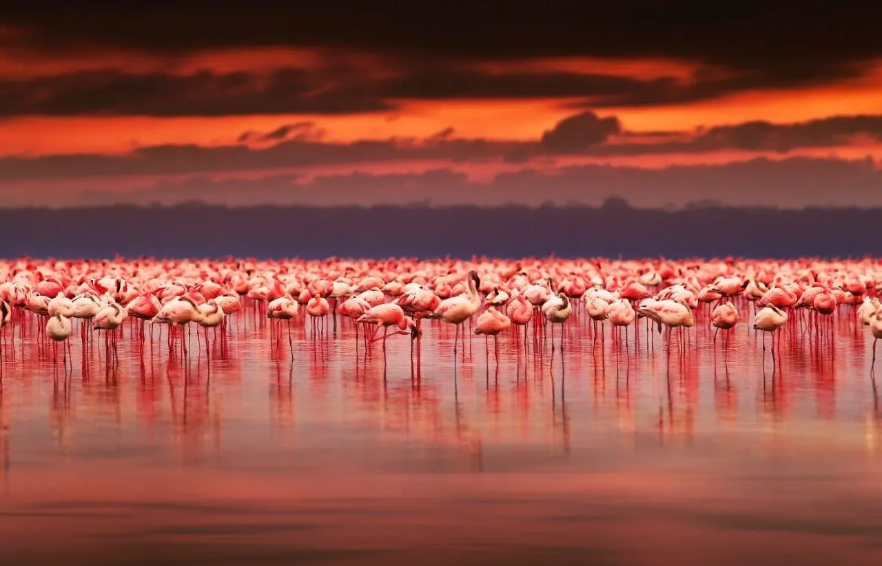 Hundreds of flamingos standing in shallow water under a red evening sky