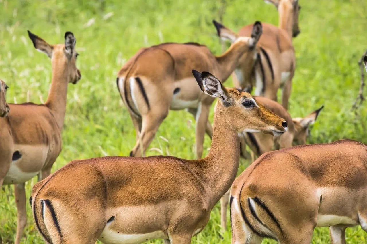 A group of impala grazing on green grass