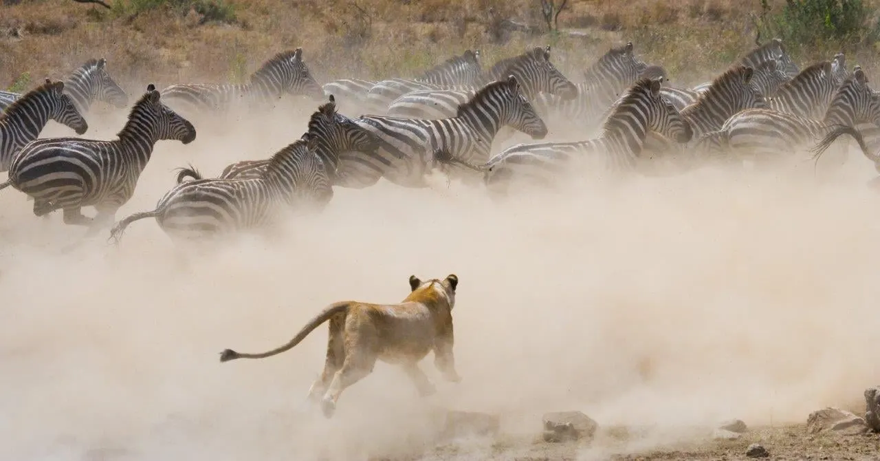 A lioness running towards a herd of zebra through a cloud of dust