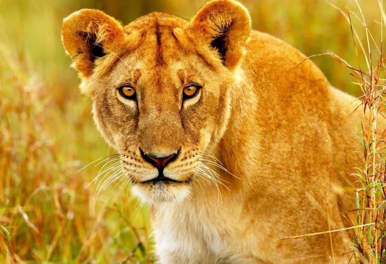 A lioness looking out from the long golden grass