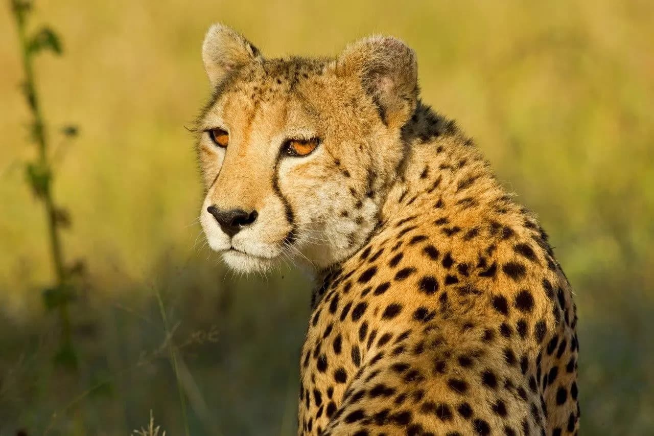 A cheetah looking back over its shoulder in soft light