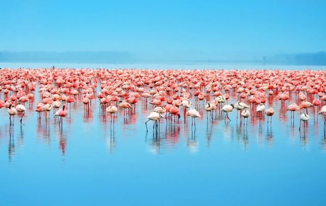 A large flock of pink flamingos wading in a still blue lake