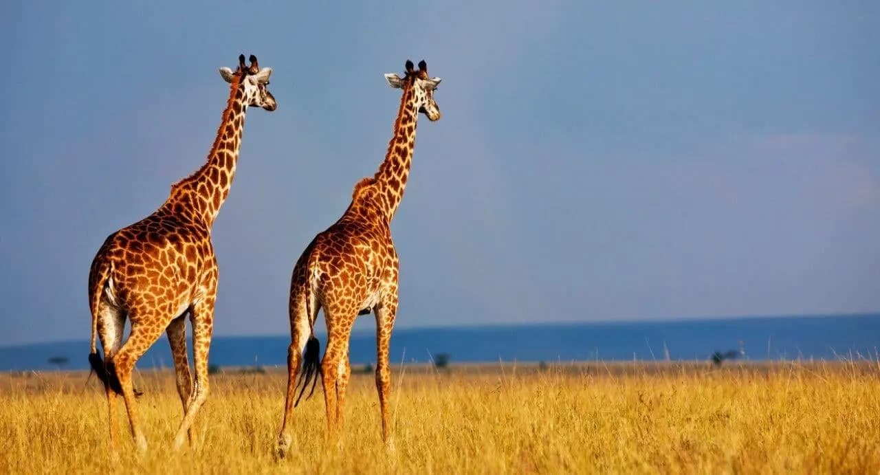 Two giraffes standing on open savannah under a wide sky