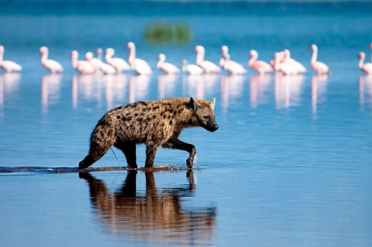 A spotted hyena wading through shallow water in front of flamingos