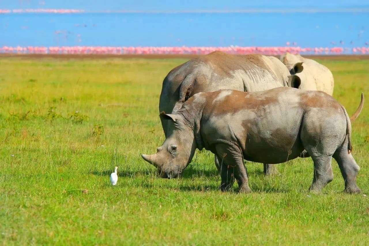 Two white rhinos grazing on the green shore of a lake lined with flamingos