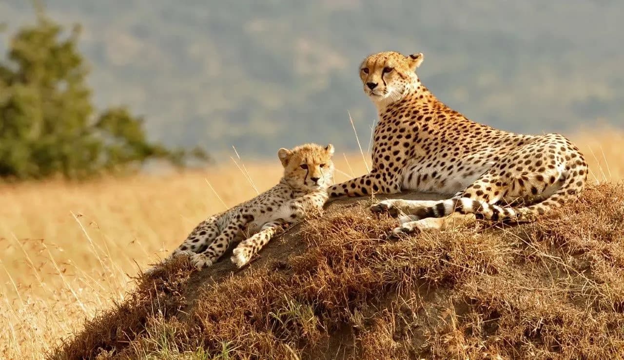 A cheetah and her cub resting on a grassy mound