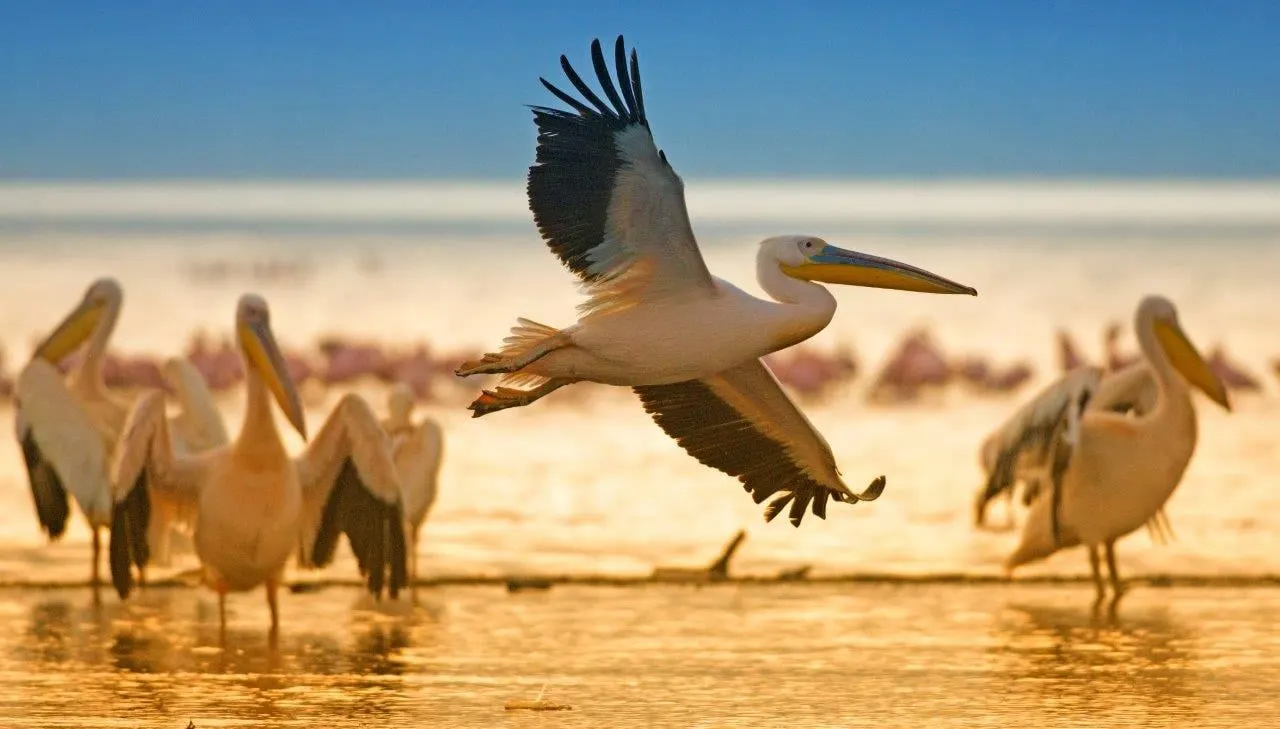 A pelican spreading its wings to take off from shallow water