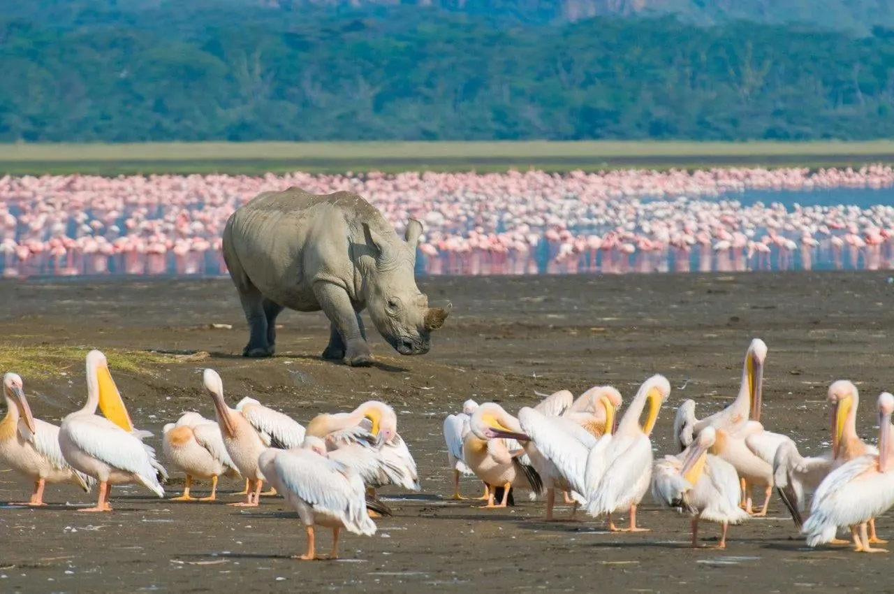 A rhino walking past pelicans on a lake shore lined with pink flamingos