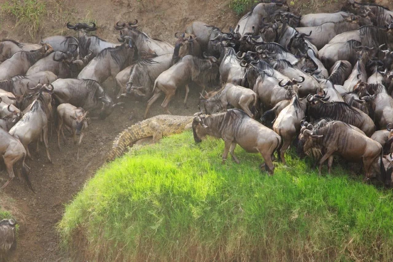 Wildebeest crowding down a riverbank during the migration