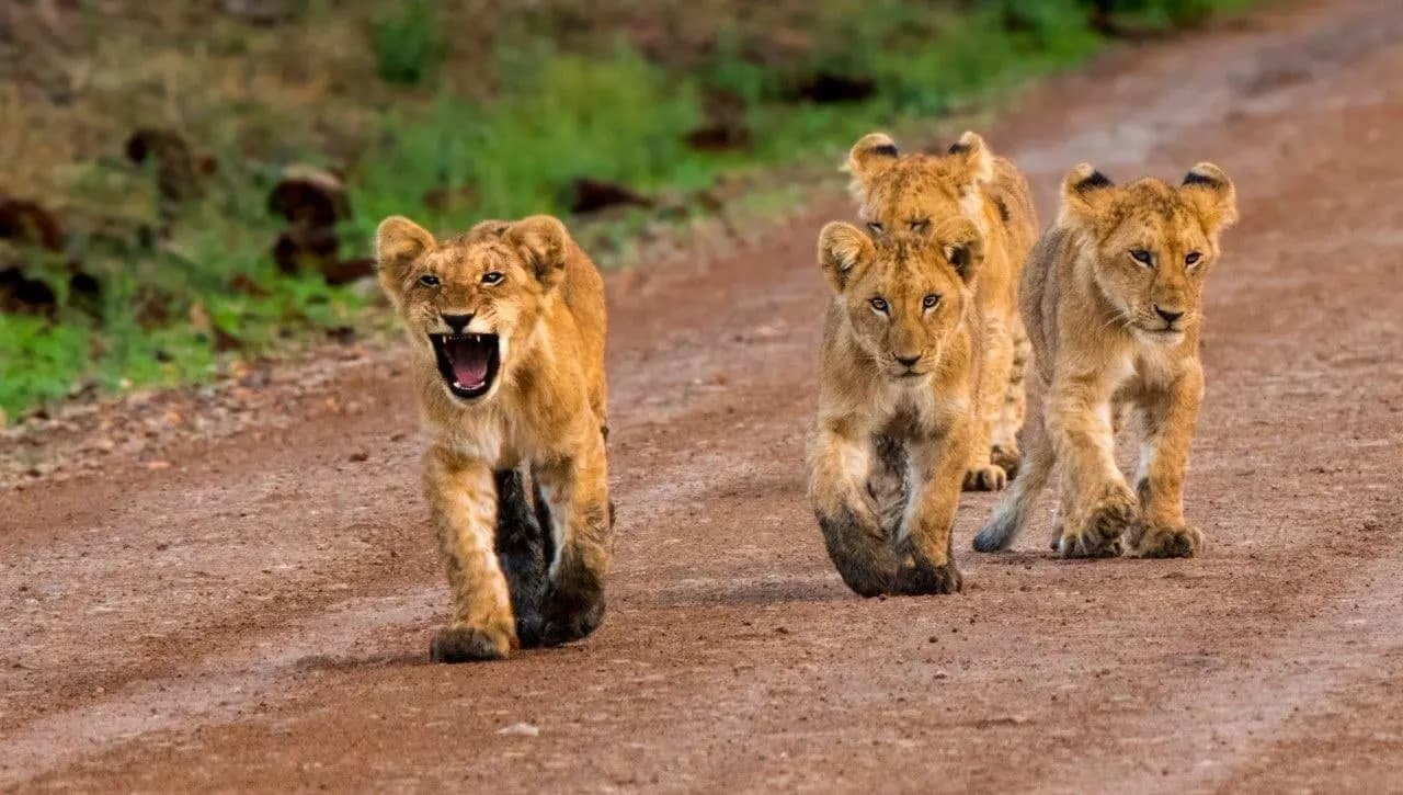 Three lion cubs walking along a red dirt track