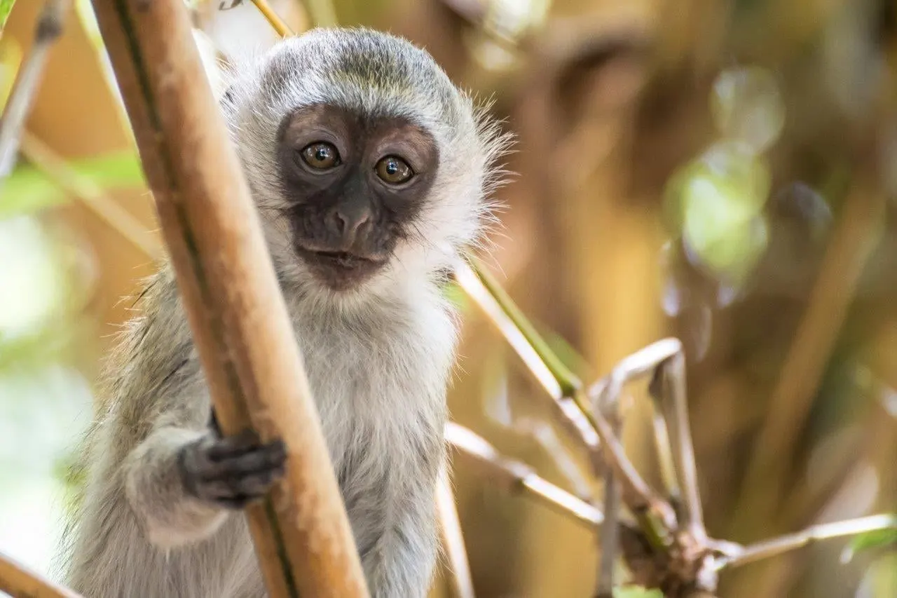 A vervet monkey holding on to a branch