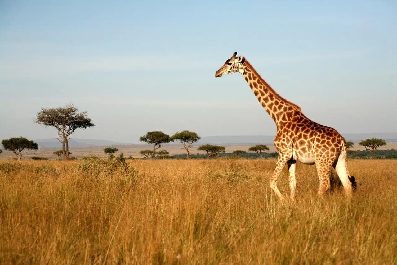 A giraffe walking through golden grass with flat-topped acacias behind