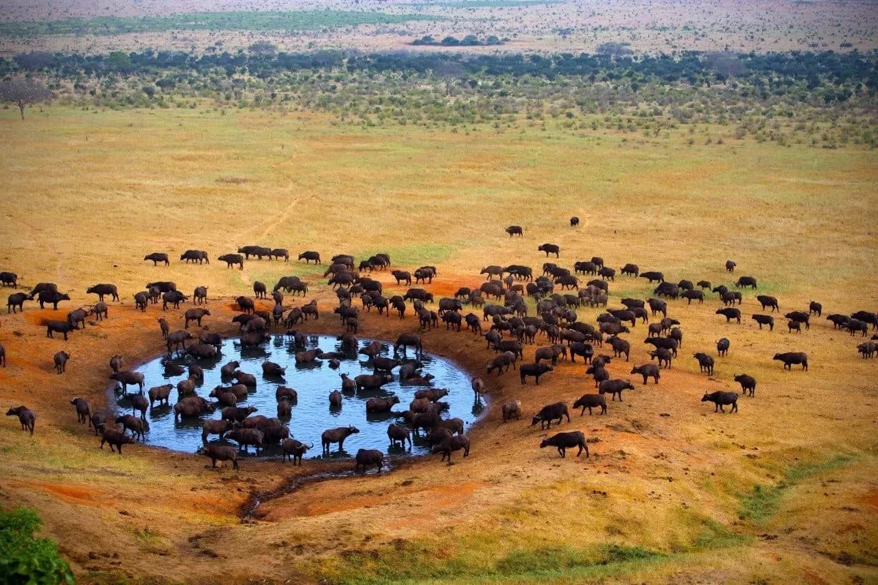 A large herd of buffalo gathered around a waterhole, seen from above