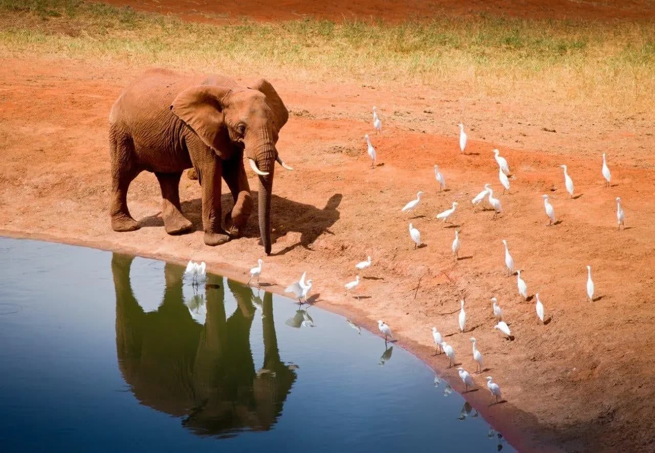 An elephant at a waterhole on red earth, with egrets at the water’s edge