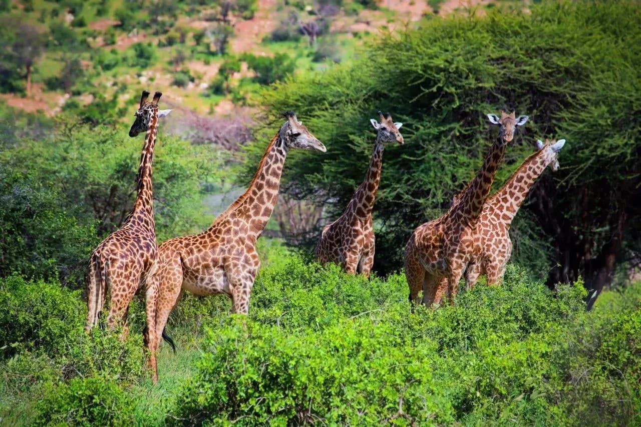 A group of giraffes browsing among green trees