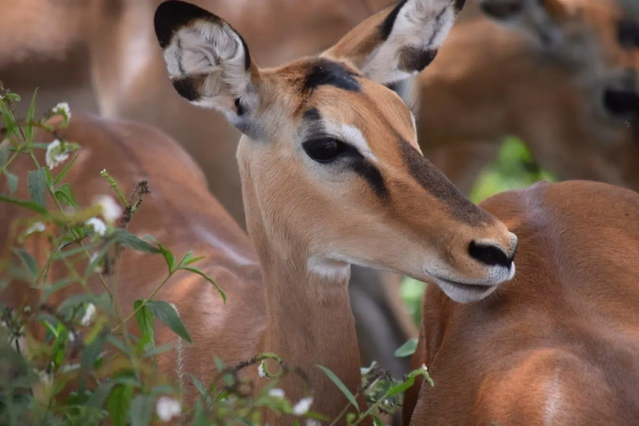 A young impala among the herd