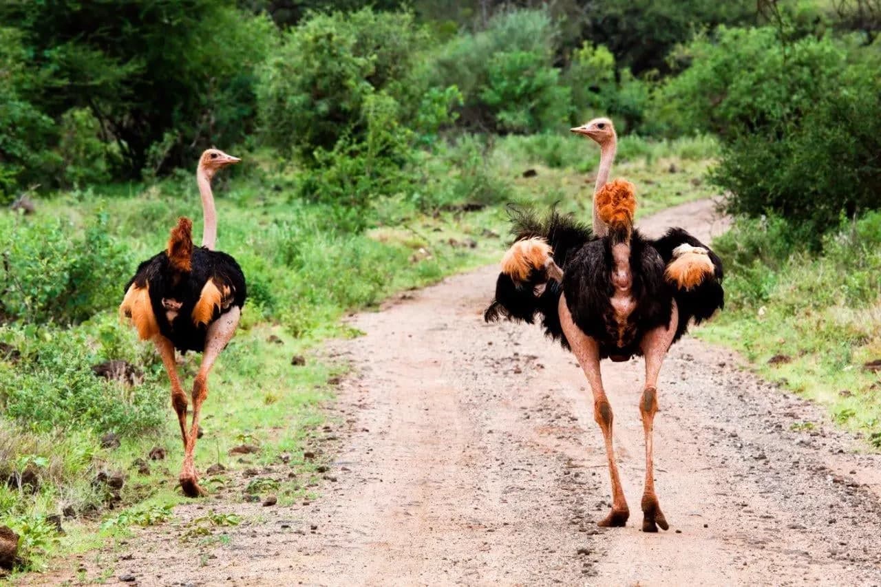 Two ostriches walking along a dirt track through green bush