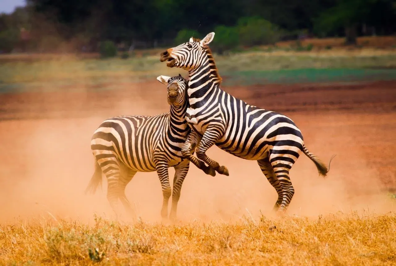 Two zebras rearing and sparring in a cloud of dust