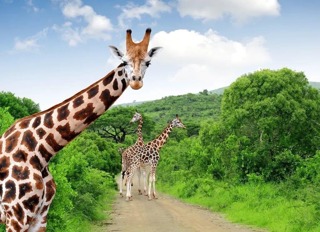 Giraffes standing on a dirt road through green bush