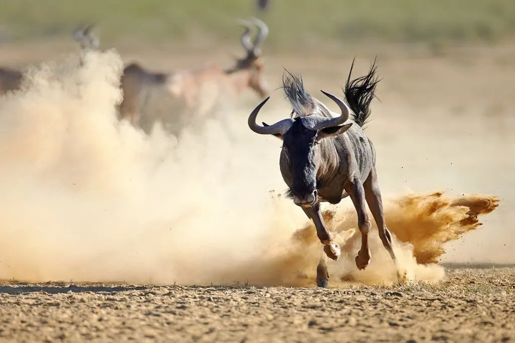 A blue wildebeest kicking up dust as it runs