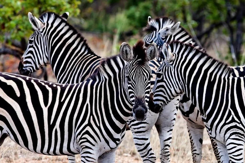 A small herd of zebra standing close together in dry bushveld