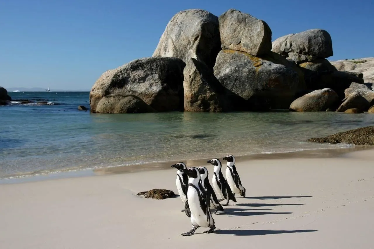 African penguins on the sand at Boulders Beach beside large granite boulders