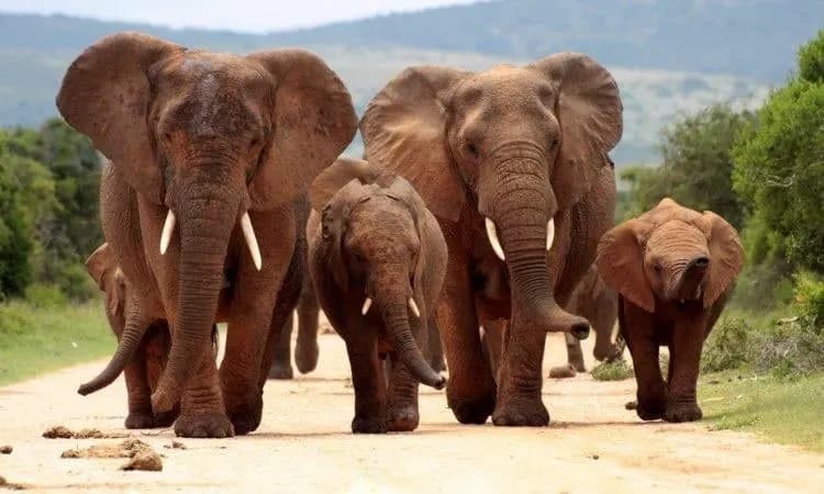 A herd of elephants with calves walking along a dirt track