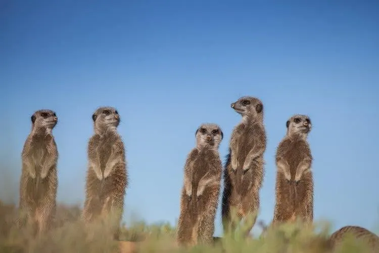 A group of meerkats standing upright on the lookout