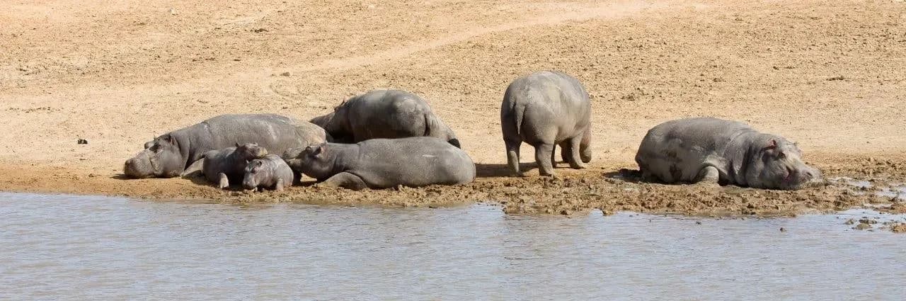 Hippos resting on a sandy riverbank beside the water