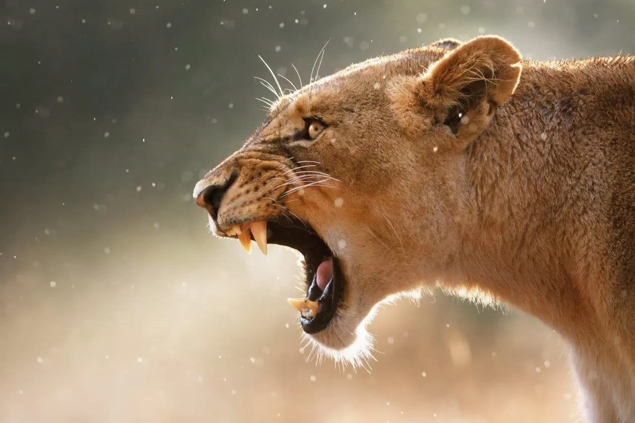 A lioness snarling, seen side on against a soft background