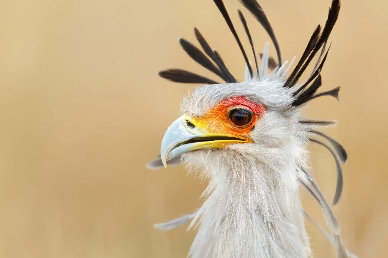 A secretary bird with its black crest feathers and orange face