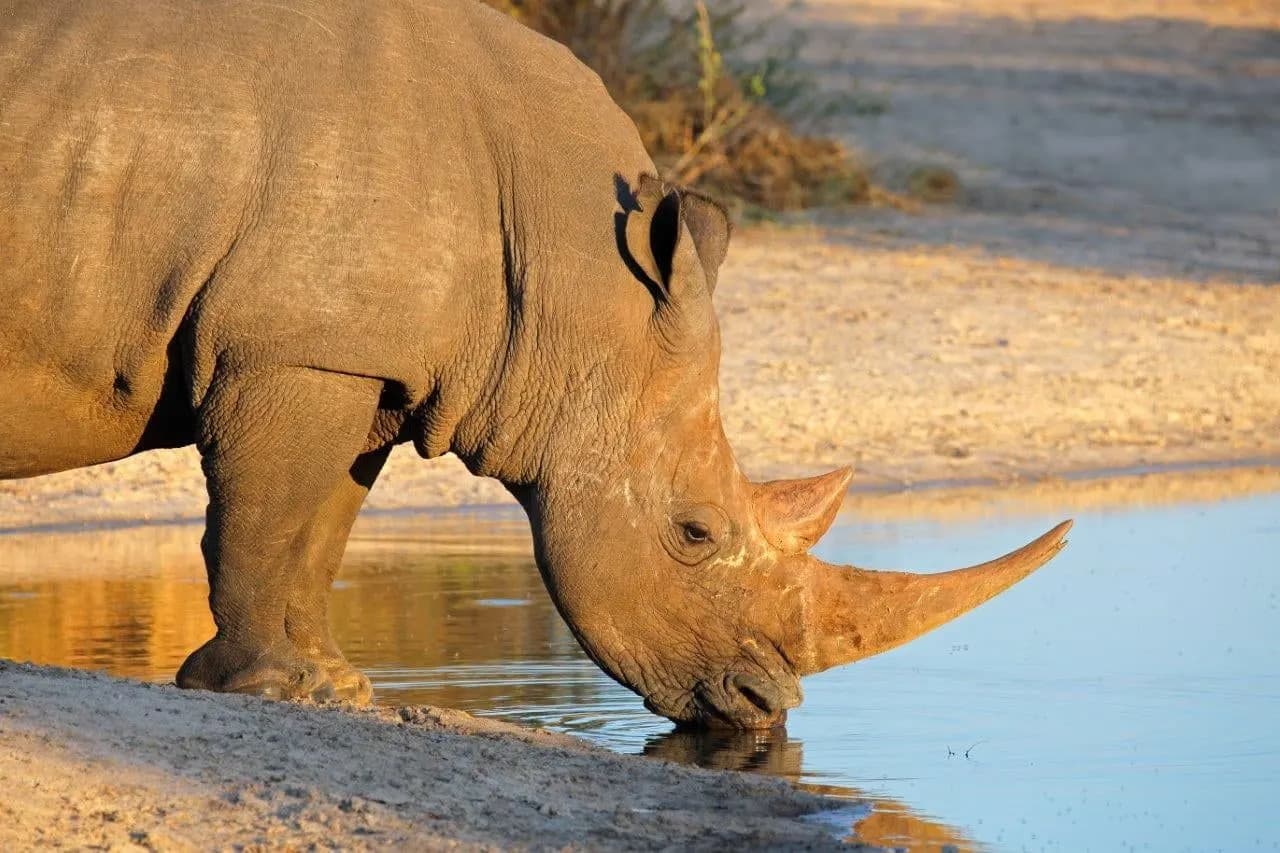A white rhino drinking at a waterhole in low sun
