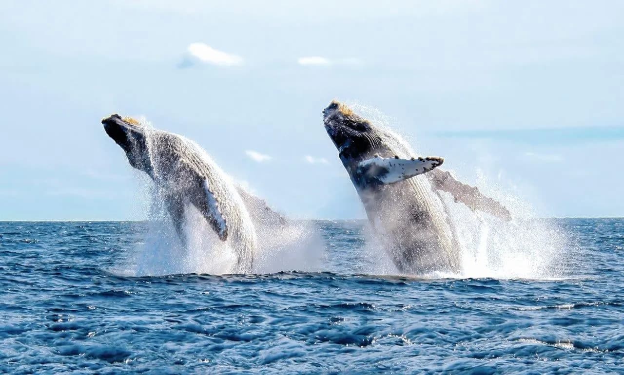 Two whales breaching side by side in open water