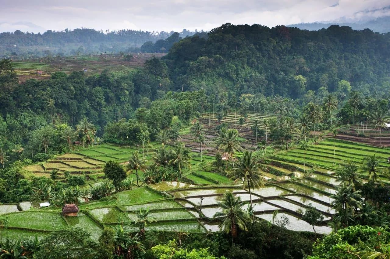 Terraced rice fields and palms in a green valley