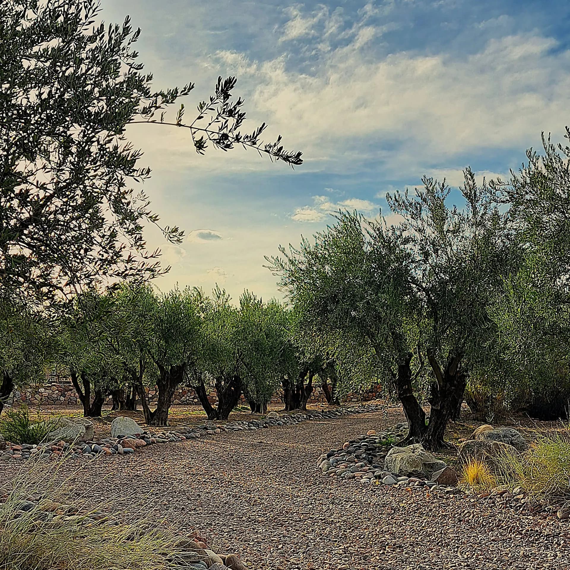 A gravel path through an old olive grove
