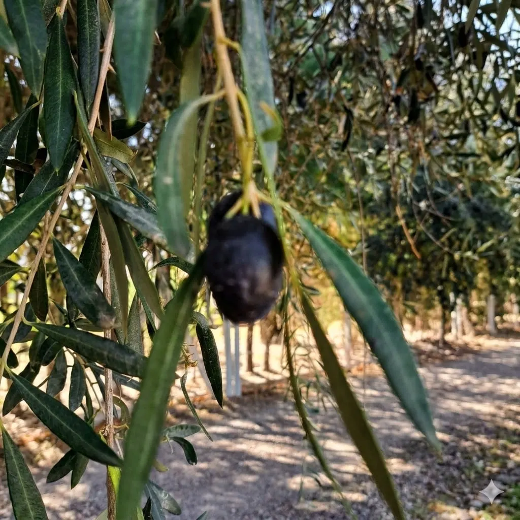 A ripe black olive hanging among narrow olive leaves
